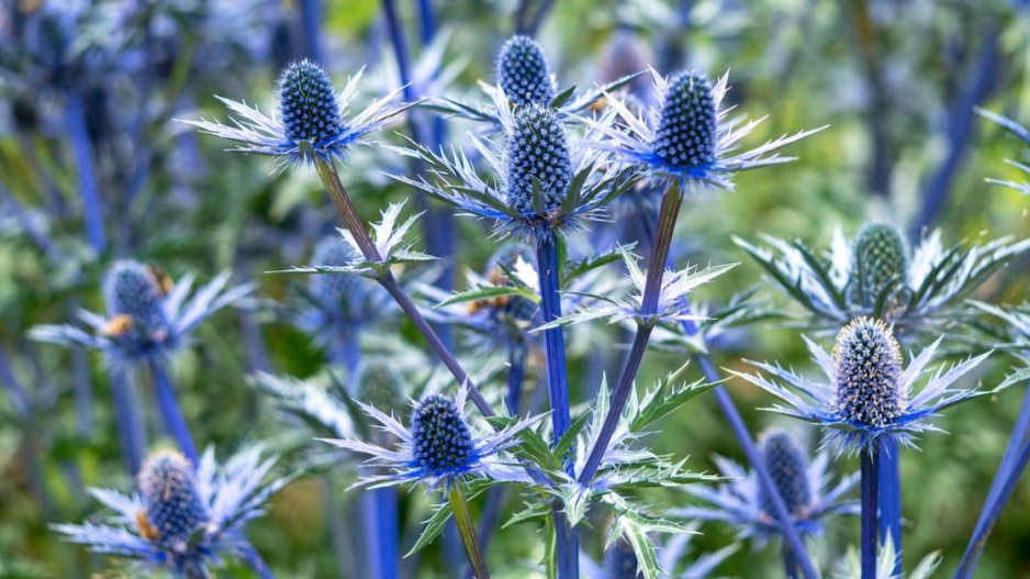 Máčka (Eryngium x zabelii)