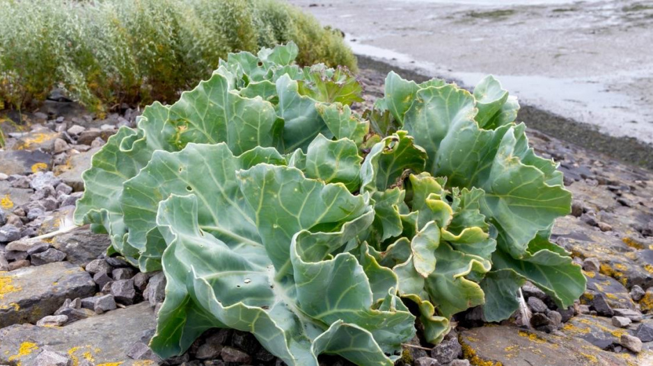 Katrán přímořský (Crambe maritima)