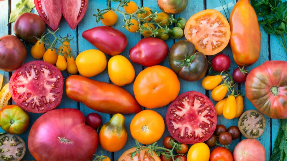 Odrůdy rajčat různých tvarů a barev