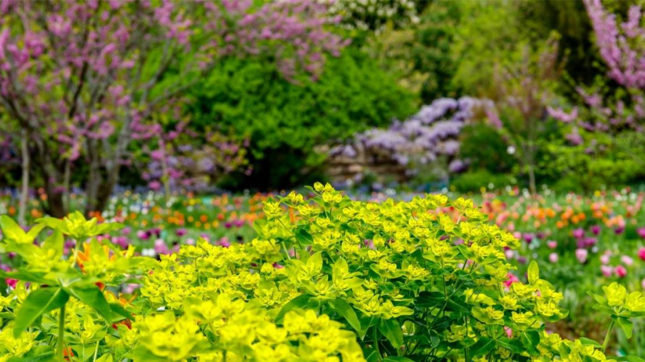 Pryšec (Euphorbia) 