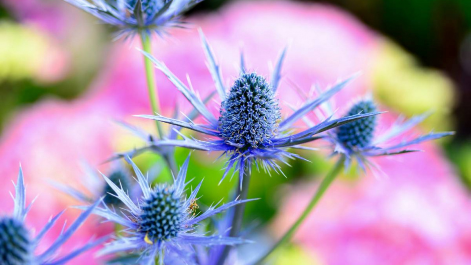 Máčka plocholistá (Eryngium planum)