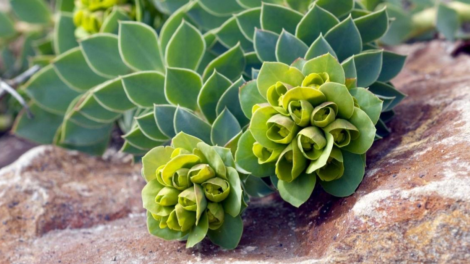 Pryšec myrtovitý (Euphorbia myrsinites) 