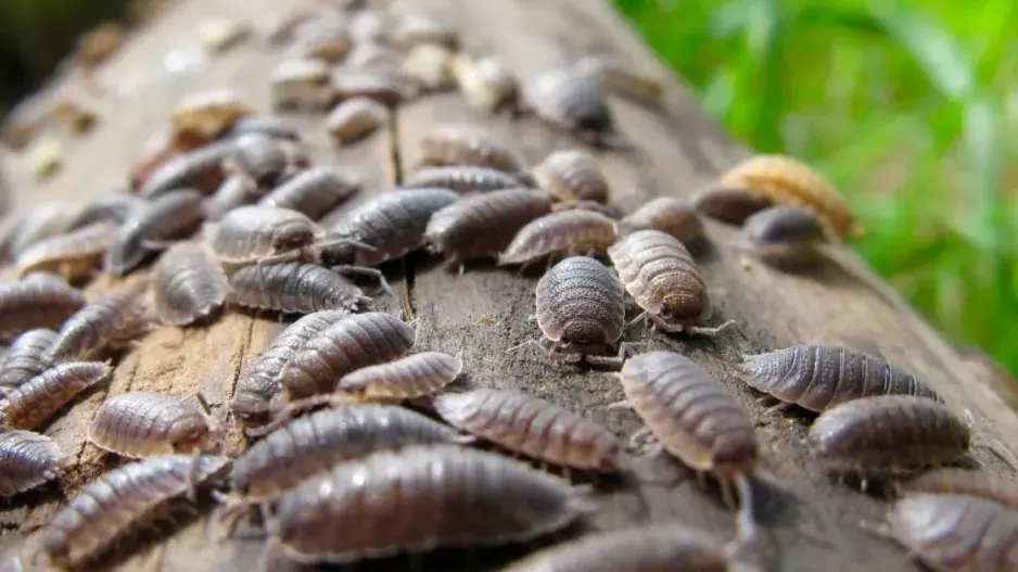 Stinka obecná (Porcellio scaber)