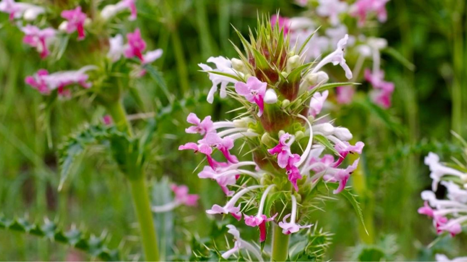 Morina dlouholistá (Morina longifolia)