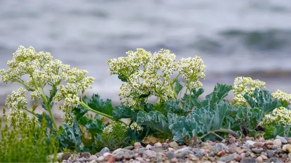 Katrán přímořský (Crambe maritima)