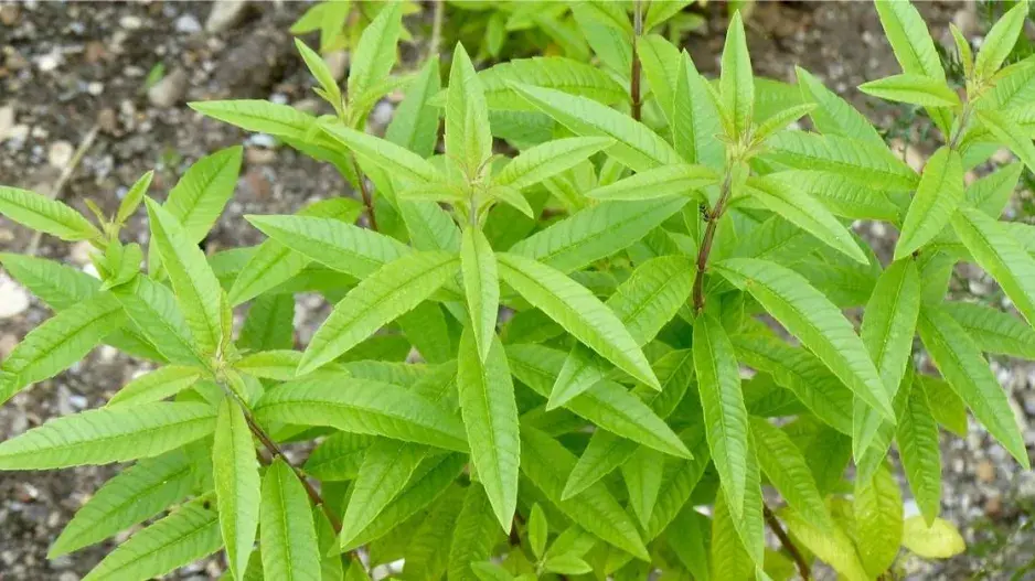Alojsie trojlistá (Aloysia triphylla)