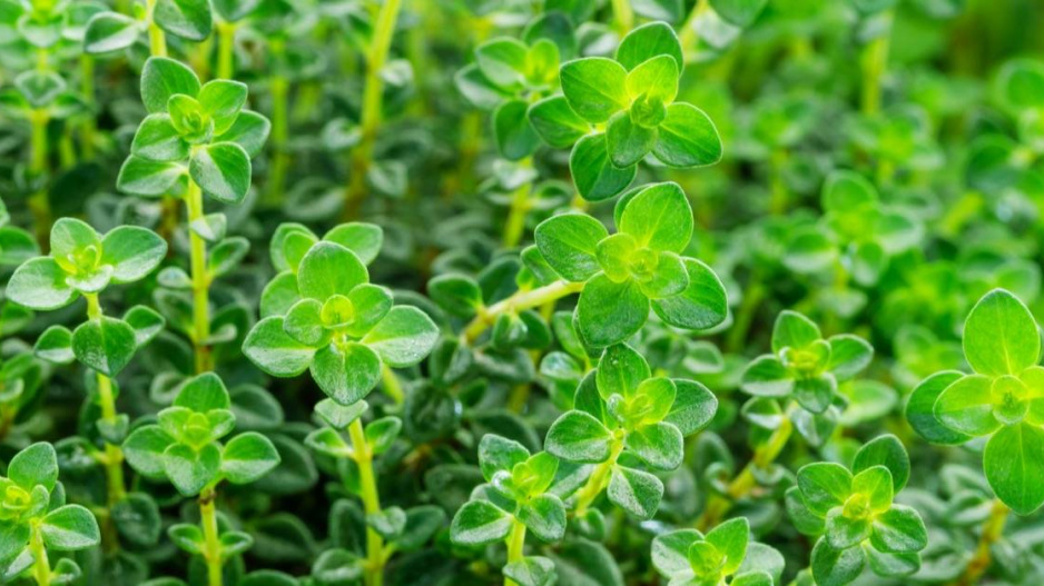 Mateřídouška citronová (Thymus x citriodorus)