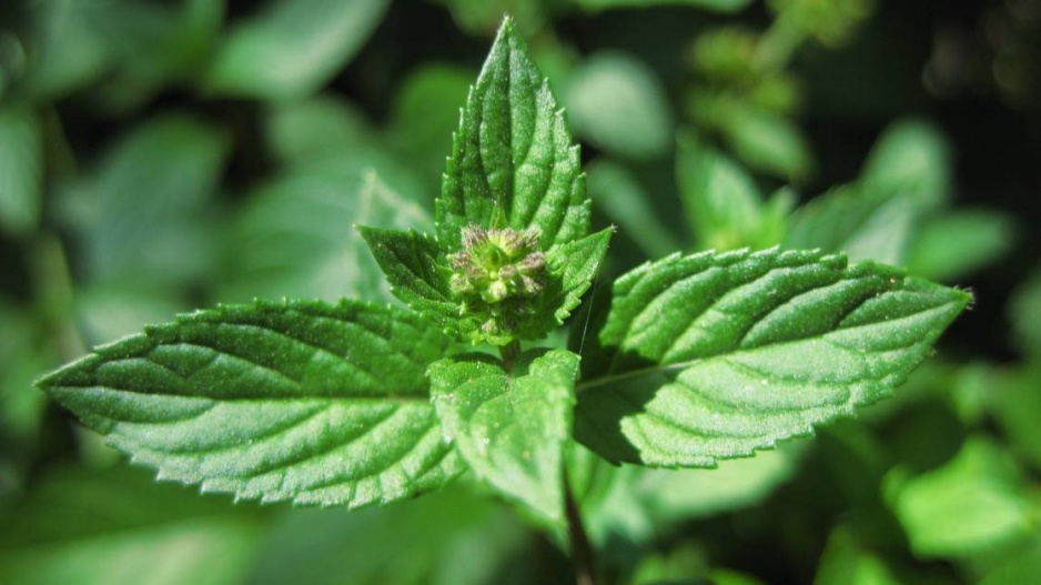 Máta klasnatá (Mentha spicata)