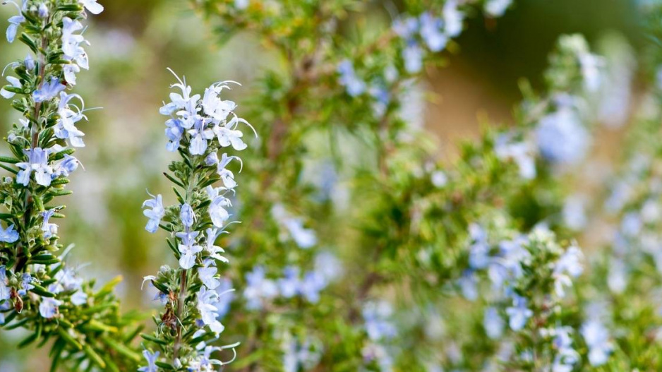 Rozmarýn lékařský (Rosmarinus officinalis)