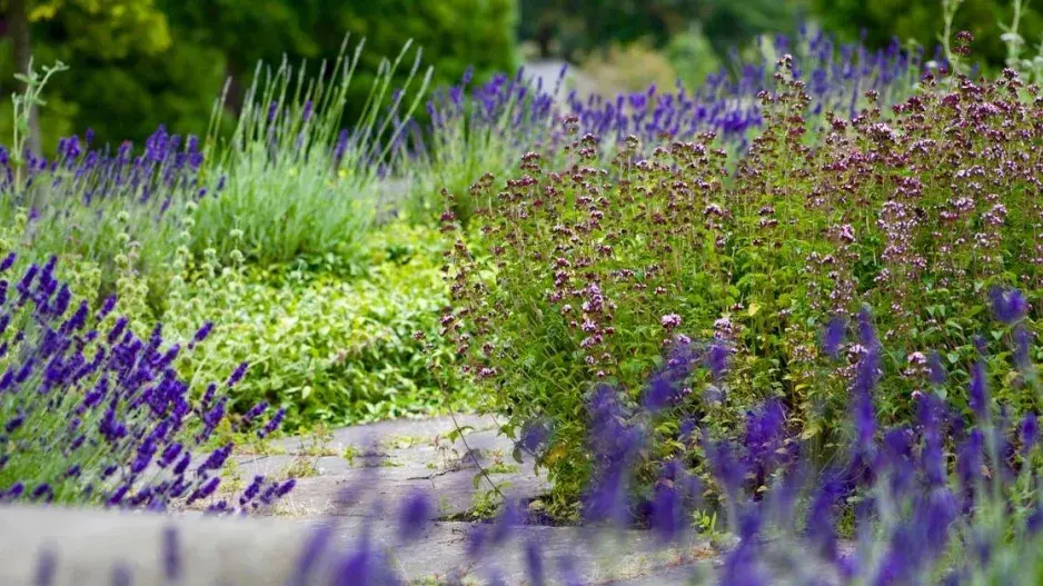 Středomořská zahrada