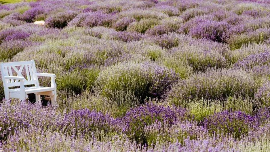 Středomořská zahrada