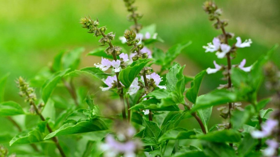 Bazalka pravá (Ocimum basilicum)