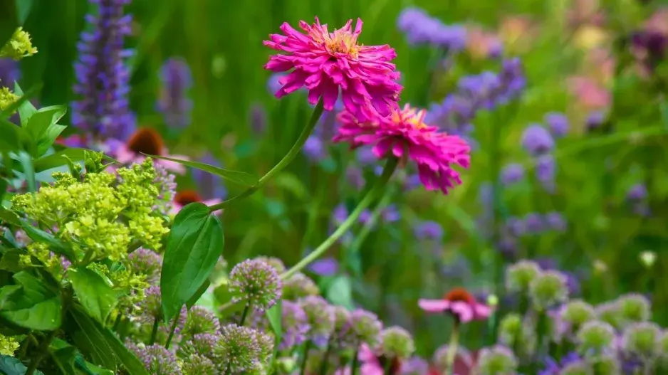 Pestře kvetoucí rostliny