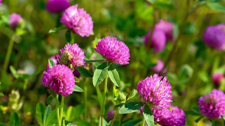 Jetel luční (Trifolium pratense)