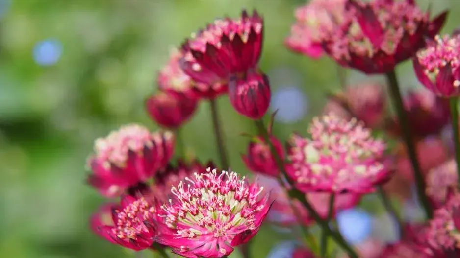 Jarmanka 'Moulin Rouge' Jarmanka 'Moulin Rouge'