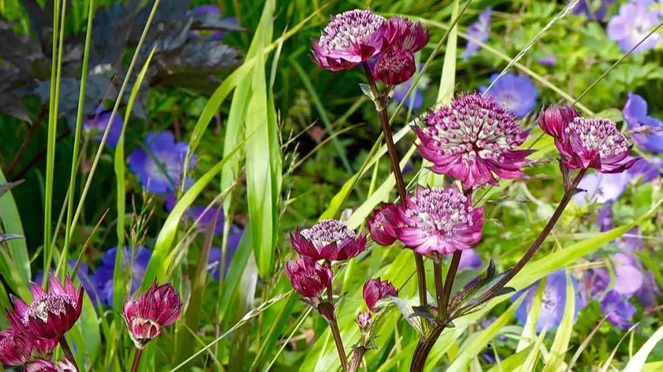 Jarmanka 'Claret' Jarmanka 'Claret'