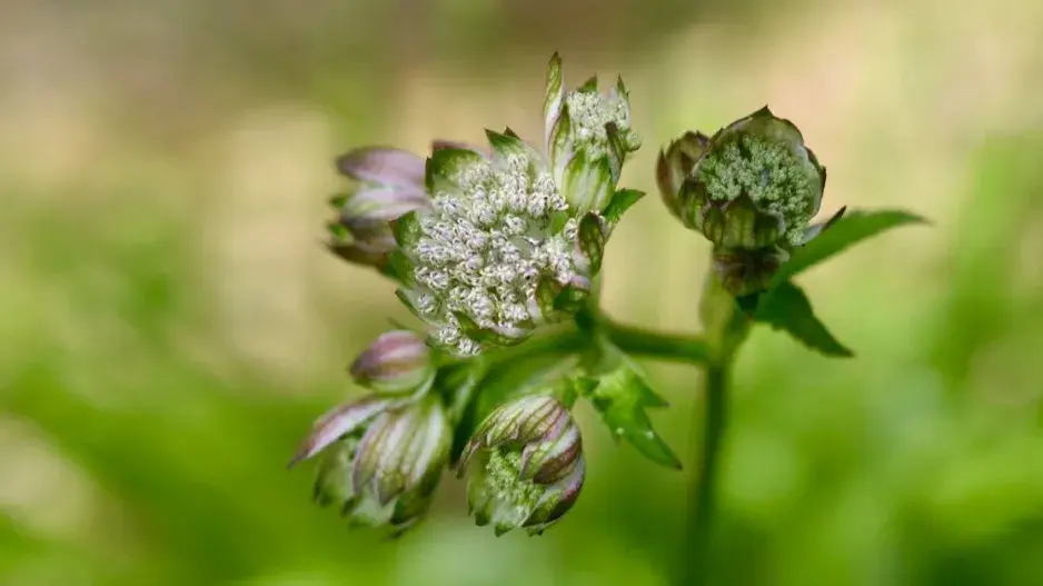 Jarmanka 'Lola' Jarmanka 'Lola'