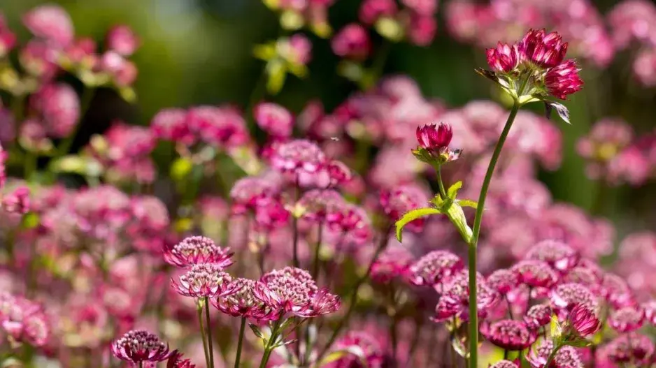 Jarmanka 'Abbey Road'  Jarmanka 'Abbey Road'