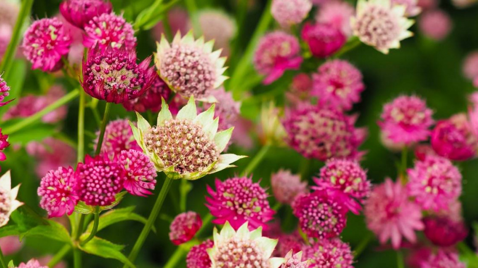 Květy jarmanky větší (Astrantia major)