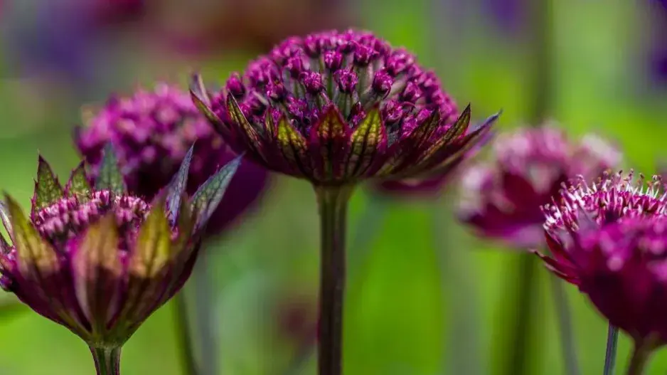 Jarmanka 'Hadspen Blood' Jarmanka 'Hadspen Blood'