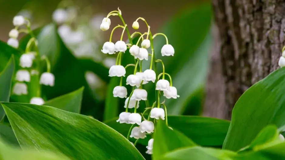 Konvalinka vonná (Convallaria majalis)