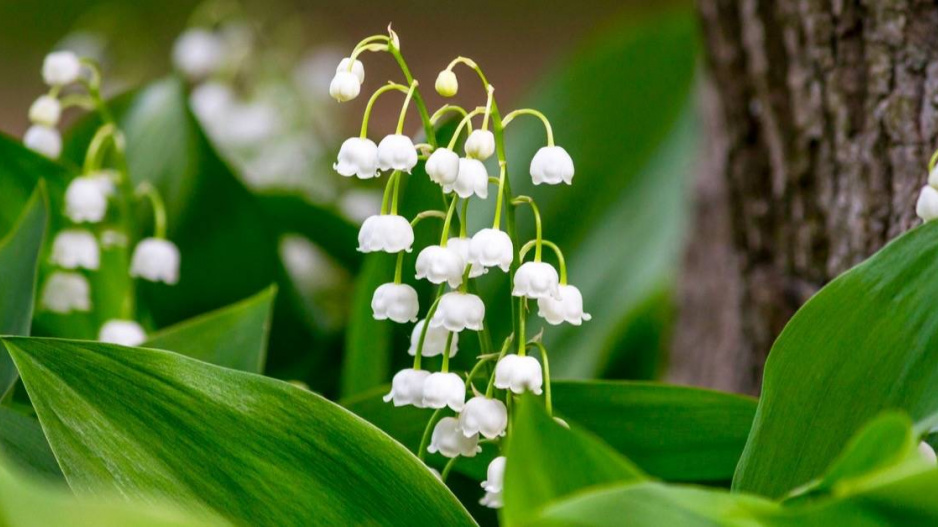 Konvalinka vonná (Convallaria majalis) 