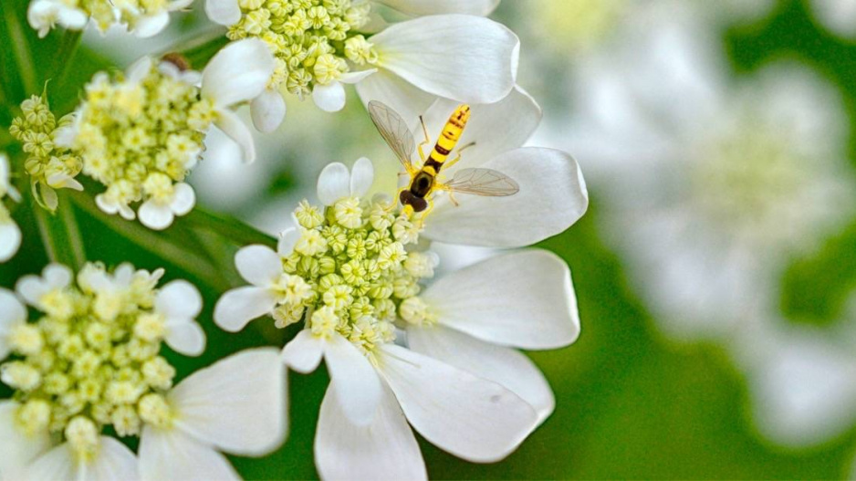 Paprska velkokvětá (Orlaya grandiflora)