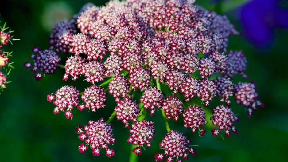 Mrkev obecná (Daucus carota) ‘Dara’