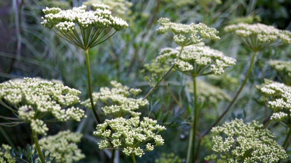 Cenolophium denudatum (Baltic parsley)