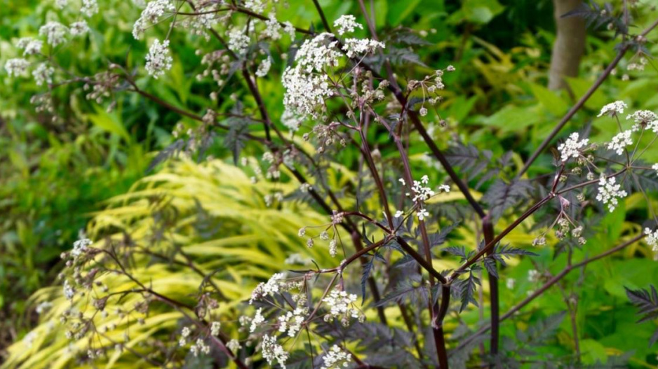 Kerblík lesní tmavolistý (Anthriscus sylvestris) ‘Ravenswing’