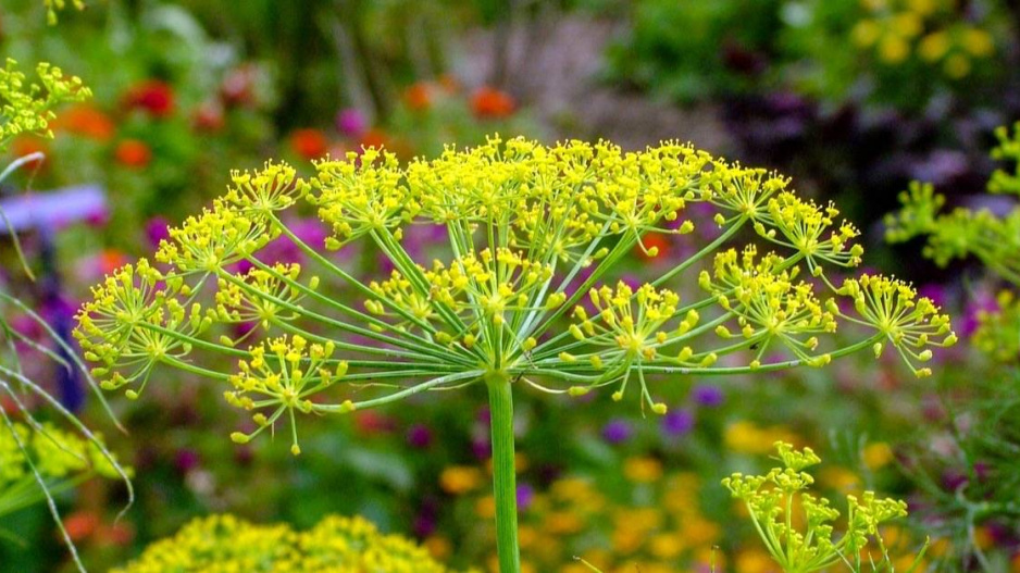 Kopr vonný (Anethum graveolens)