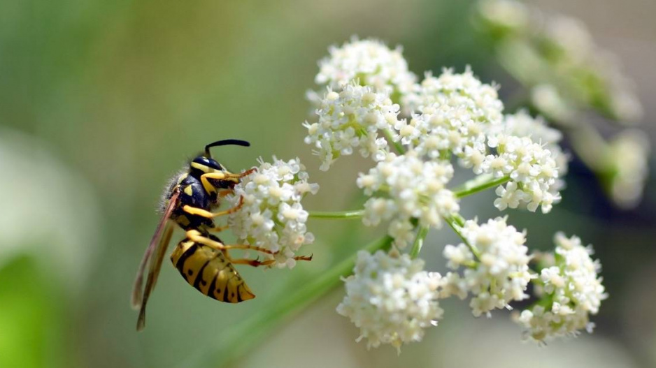 Koprníček (Ligusticum lucidum)