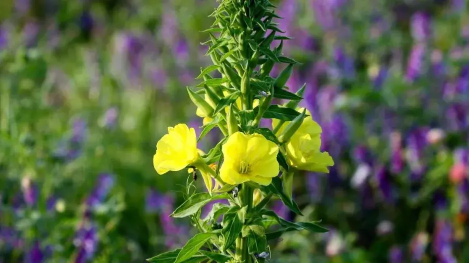 Pupalka dvouletá (Oenothera biennis)