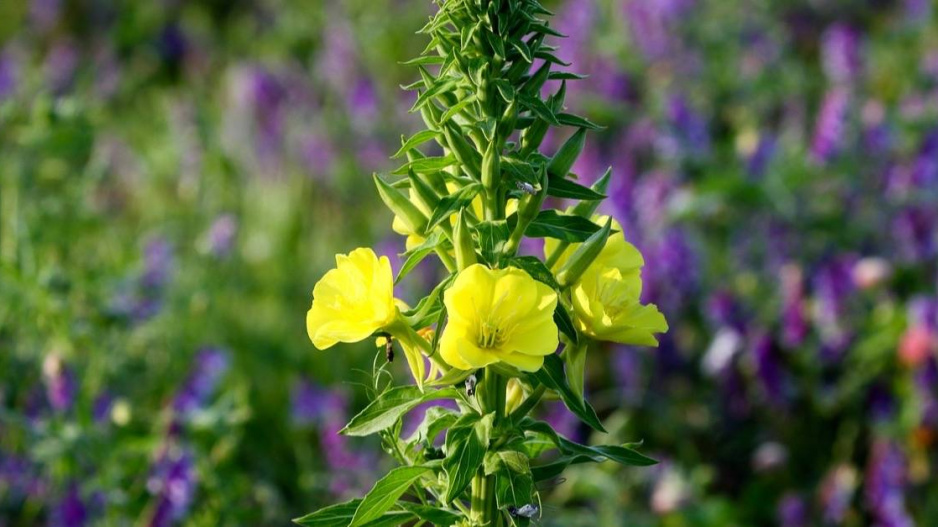 Pupalka dvouletá (Oenothera biennis)