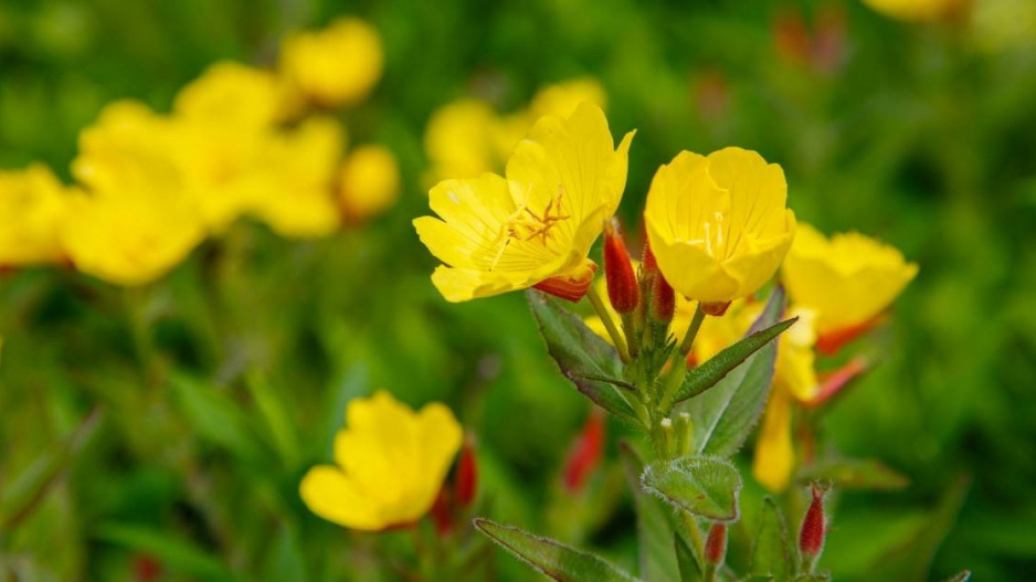 Pupalka dvouletá (Oenothera biennis)