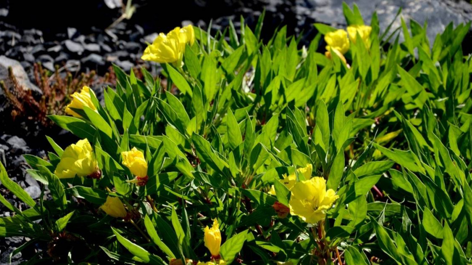 Pupalka missourská (Oenothera missouriensis)