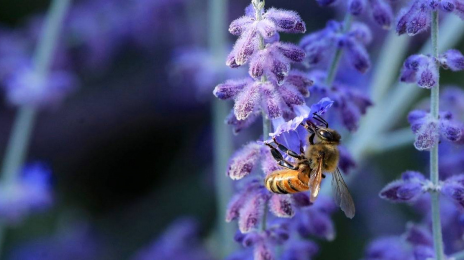 Včela na květu perovskie
