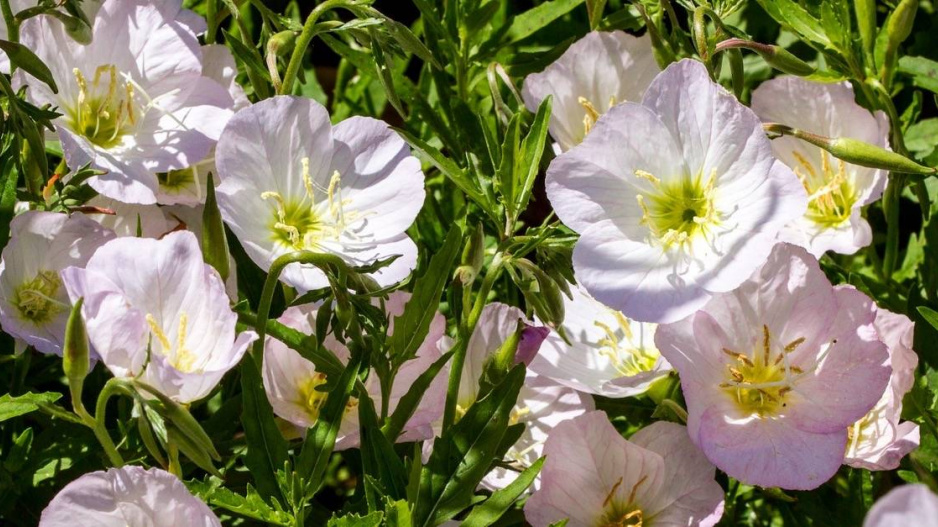 Pupalka půvabná (Oenothera speciosa) ’Siskiyou’