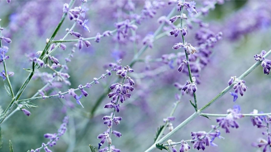 Perovskie lebedolistá (Perovskia atriplicifolia)