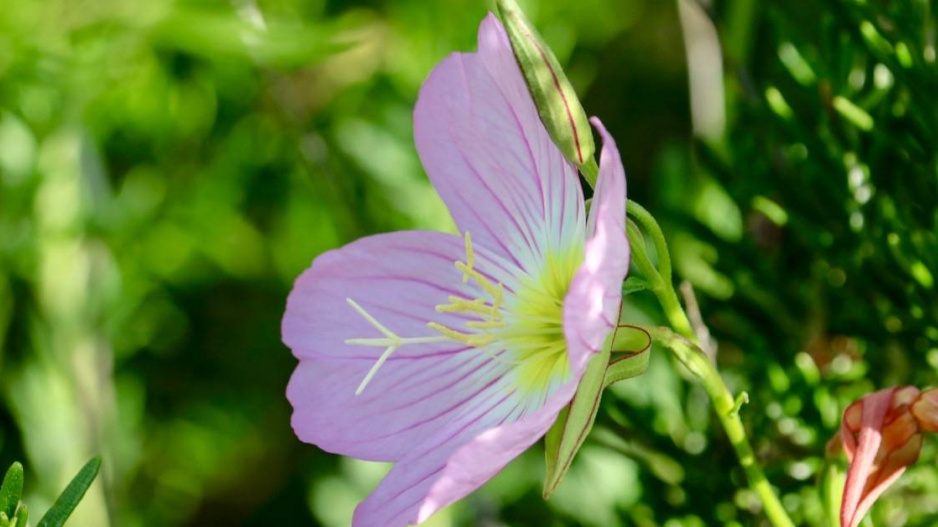 Pupalka půvabná (Oenothera speciosa) ’Siskiyou’