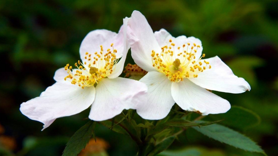 Růže mošusová (Rosa moschata)