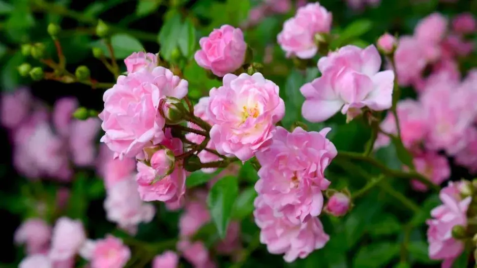 Kvetoucí výhon půdopokryvné růže 'The Fairy'