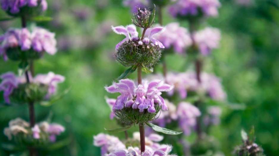 Sápa hlíznatá (Phlomis tuberosa)