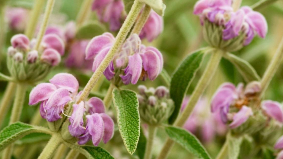 Sápa italská (Phlomis italica)