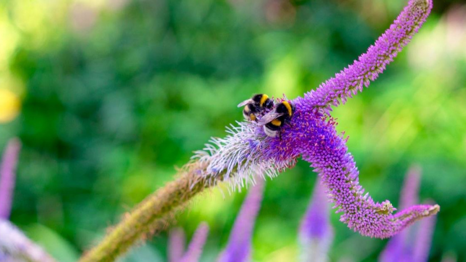 Rozrazilovec viržinský (Veronicastrum virginicum)