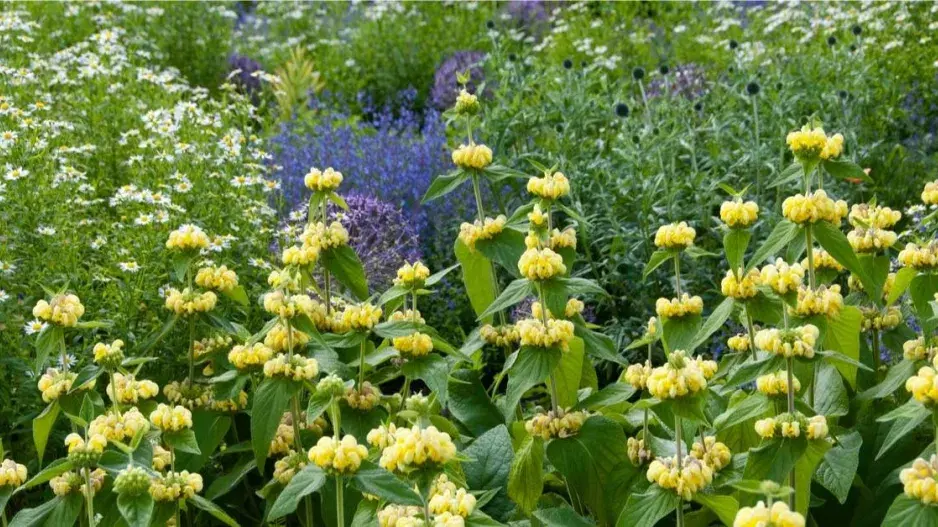 Sápa Russelova (Phlomis russeliana)