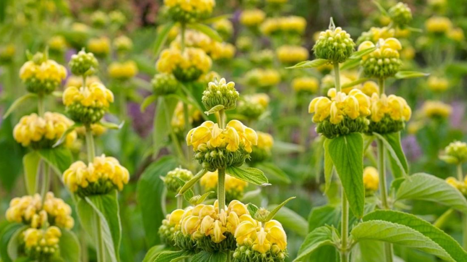 Sápa Russelova (Phlomis russeliana)