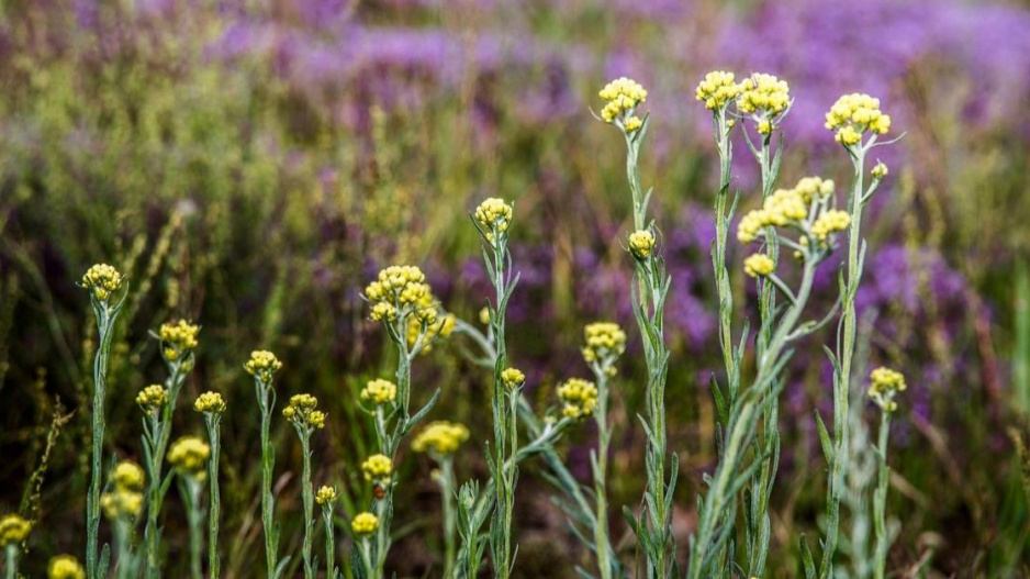 Smil (Helichrysum)