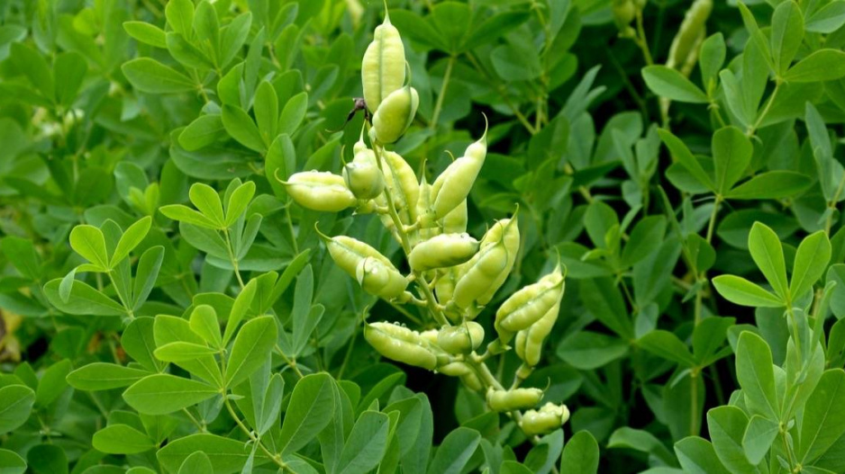 Baptisie jižní (Baptisia australis)