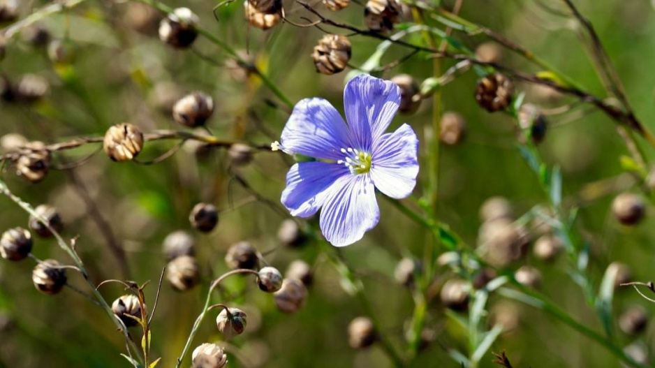 Len vytrvalý (Linum perenne) 